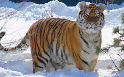 Tiger Schnee
