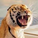 bengalischer-tiger.jpg